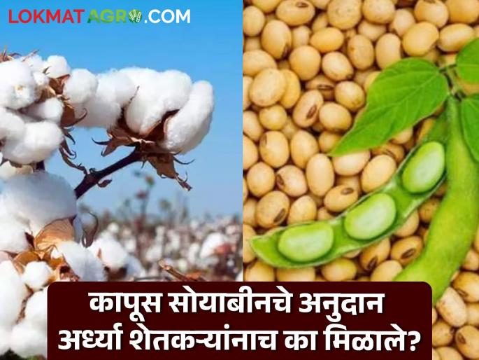 Cotton Soybean Anudan Why are 47 lakh farmers deprived of cotton-soybean subsidy? Read in detail | Cotton-Soybean Anudan : कापूस सोयाबीन अनुदानापासून ४७ लाख शेतकरी वंचित का? वाचा सविस्तर Cotton Soybean Anudan Why are 47 lakh farmers deprived of cotton-soybean subsidy? Read in detail | Cotton-Soybean Anudan : कापूस सोयाबीन अनुदानापासून ४७ लाख शेतकरी वंचित का? वाचा सविस्तर