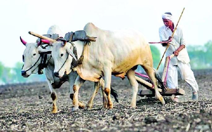 Urad raga, trust in elephant | उंदराचा दगा, हत्तीवरच भिस्त Urad raga, trust in elephant | उंदराचा दगा, हत्तीवरच भिस्त