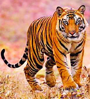 'Nawab' returned home | ‘नवाब’ स्वगृही परतला 'Nawab' returned home | ‘नवाब’ स्वगृही परतला