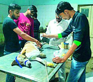 College students 'Schwannarth' tragedy | महाविद्यालयीन विद्यार्थ्यांची ’श्वानार्थ’ धडपड College students 'Schwannarth' tragedy | महाविद्यालयीन विद्यार्थ्यांची ’श्वानार्थ’ धडपड