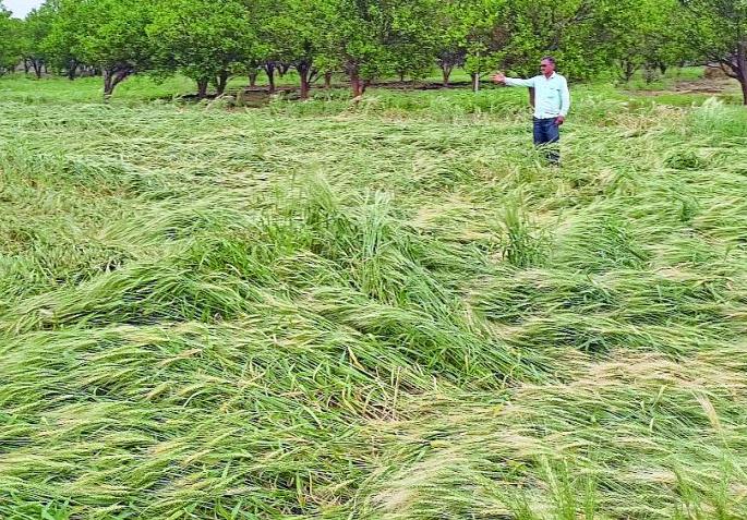 Rain with storms, killing young, crop damage | वादळासह पाऊस, तरुण ठार, पिकांचे नुकसान
