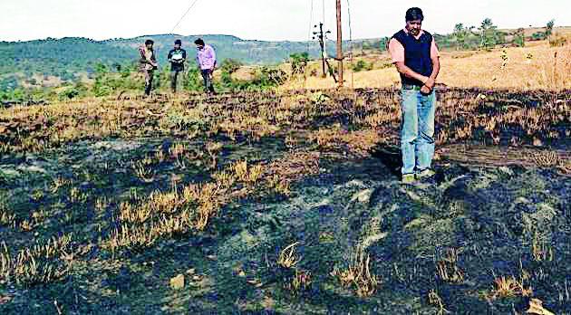 Mango trees | आंब्याची झाडे करपली Mango trees | आंब्याची झाडे करपली