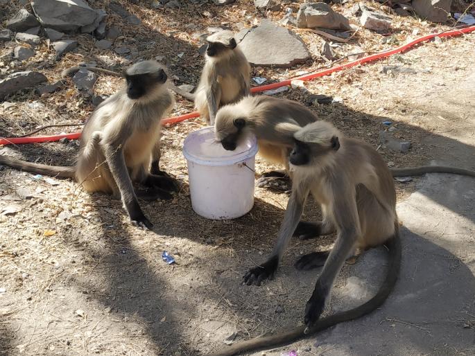 Monkeys on the Ankai fort head to the village for food | अनकाई किल्ल्यावरील माकडे अन्न पाण्यासाठी गावाकडे  Monkeys on the Ankai fort head to the village for food | अनकाई किल्ल्यावरील माकडे अन्न पाण्यासाठी गावाकडे
