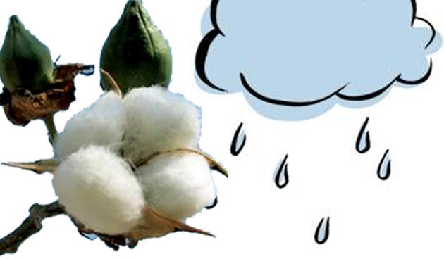 Caps may have seen the leaves so far | आतापर्यंत कपाशीला पाने दिसली असती Caps may have seen the leaves so far | आतापर्यंत कपाशीला पाने दिसली असती