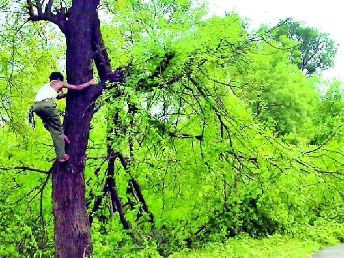 Stop the slaughter of trees on the highway | राज्यमार्गावरील वृक्षांची कत्तल थांबवा