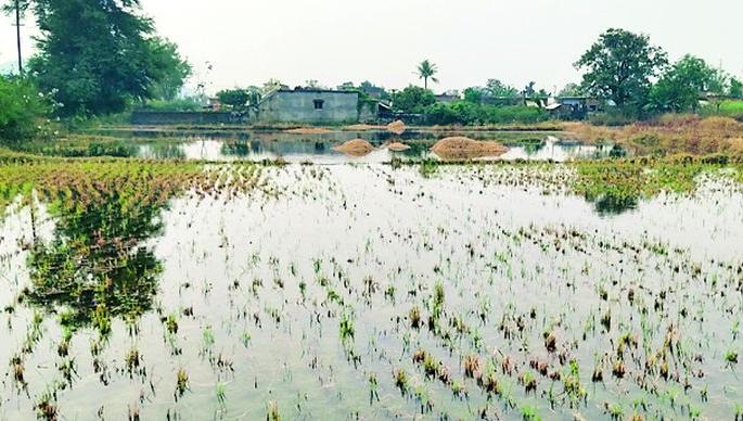 The water in the canal leaked and the fodder rotted | कालव्यातील पाणी गळतीने वैरण सडले The water in the canal leaked and the fodder rotted | कालव्यातील पाणी गळतीने वैरण सडले