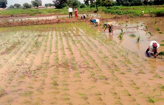 Agricultural Department reached Khardi Field | खराडीच्या शेतात पोहचला कृषी विभाग Agricultural Department reached Khardi Field | खराडीच्या शेतात पोहचला कृषी विभाग