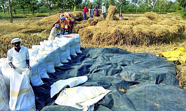 Due to the downfall of Dhan, the farmer is in trouble | धानाचा उतारा घसरल्याने शेतकरी संकटात Due to the downfall of Dhan, the farmer is in trouble | धानाचा उतारा घसरल्याने शेतकरी संकटात