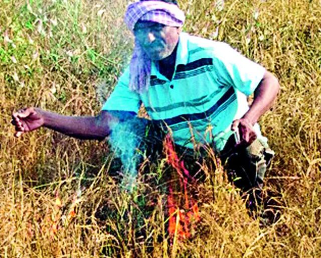 The farmer tarnished the paddy crop | शेतकऱ्याने पेटविले धानपीक The farmer tarnished the paddy crop | शेतकऱ्याने पेटविले धानपीक