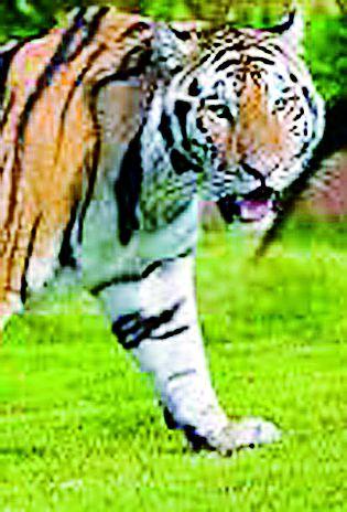 Tiger strike in Sihora area | सिहोरा परिसरात वाघाची दहशत कायम