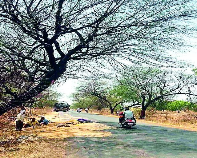 Leaning plants offer invitations to the accident | झुकलेली झाडे देतात अपघाताला आमंत्रण Leaning plants offer invitations to the accident | झुकलेली झाडे देतात अपघाताला आमंत्रण
