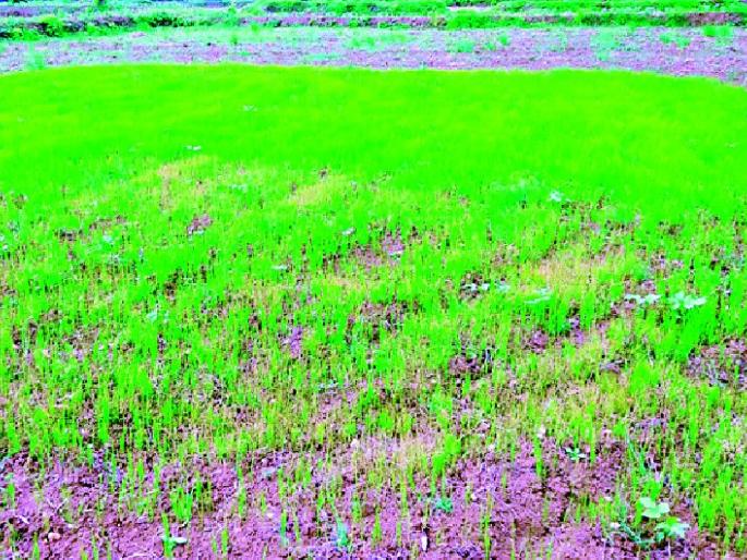 Rowani affected 1.5 lakh hectares | दीड लाख हेक्टरवरील रोवणी प्रभावित Rowani affected 1.5 lakh hectares | दीड लाख हेक्टरवरील रोवणी प्रभावित