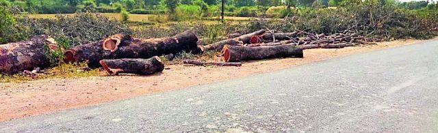 Vardhana of New National Highway | नवीन राष्ट्रीय महामार्ग ठरतोय वृक्षांचा कर्दनकाळ Vardhana of New National Highway | नवीन राष्ट्रीय महामार्ग ठरतोय वृक्षांचा कर्दनकाळ