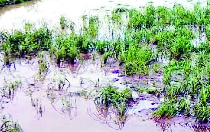 Damage to old paddy crops | पुराने धान पिकांचे नुकसान