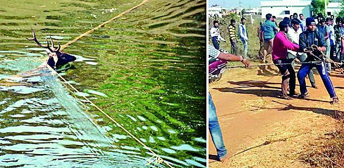 Livelihood in the canal | कालव्यात पडलेल्या सांभराला जीवदान Livelihood in the canal | कालव्यात पडलेल्या सांभराला जीवदान