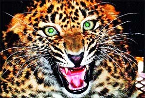 A goat killed in a leopard attack | बिबट्याच्या हल्ल्यात बकरी ठार
