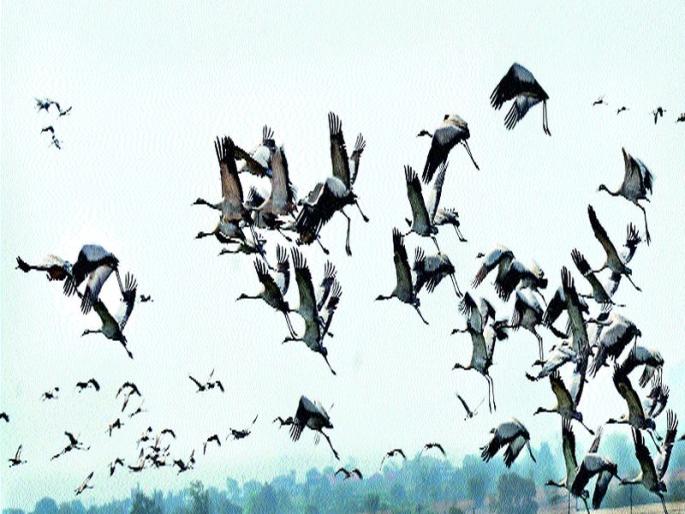 Inauguration of the party celebration: three days of various programs; Exhibition of forest department; A crowd of tourists gathered in Nandurmeshmeshwar | पक्षिमहोत्सवाचे उद्घाटन : तीन दिवस विविध कार्यक्रम; वनविभागाकडून छाायचित्र प्रदर्शन; पर्यटकांची गर्दी नांदूरमधमेश्वर येथे भरला पक्ष्यांचा मेळा Inauguration of the party celebration: three days of various programs; Exhibition of forest department; A crowd of tourists gathered in Nandurmeshmeshwar | पक्षिमहोत्सवाचे उद्घाटन : तीन दिवस विविध कार्यक्रम; वनविभागाकडून छाायचित्र प्रदर्शन; पर्यटकांची गर्दी नांदूरमधमेश्वर येथे भरला पक्ष्यांचा मेळा