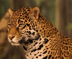 Sheep, calf fatty in leopard attack in Belu area | बेलू परिसरात बिबट्याच्या हल्ल्यात शेळ्या, वासरू फस्त  Sheep, calf fatty in leopard attack in Belu area | बेलू परिसरात बिबट्याच्या हल्ल्यात शेळ्या, वासरू फस्त
