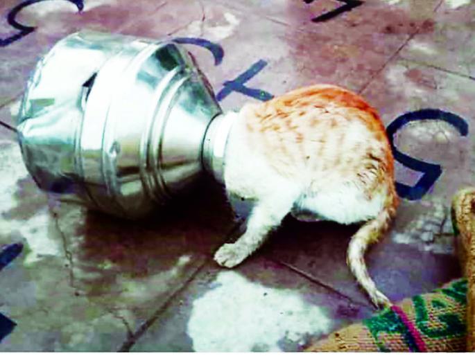 Eight hours of struggle; Cat's mouth stuck in the trap, escaped by anesthesia | आठ तासांचा संघर्ष; कळशीत अडकले मांजरीचे तोंड, भूल देऊन केली सुटका Eight hours of struggle; Cat's mouth stuck in the trap, escaped by anesthesia | आठ तासांचा संघर्ष; कळशीत अडकले मांजरीचे तोंड, भूल देऊन केली सुटका