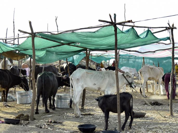 Fodder fodder for drought-hit taluka | दुष्काळी तालुक्यातील पशुधनास चारा छावण्यांचा आधार Fodder fodder for drought-hit taluka | दुष्काळी तालुक्यातील पशुधनास चारा छावण्यांचा आधार