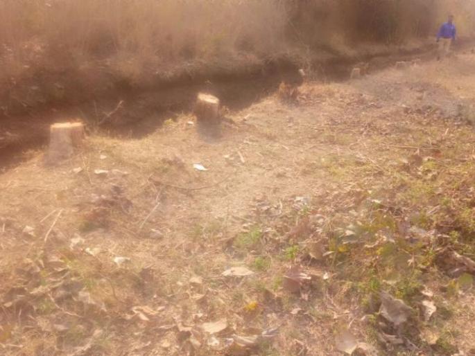 Slaughter of millions of Teak wood without permission in Vidarbha | विदर्भात विना परवानगी लाखोंच्या सागवानाची कत्तल