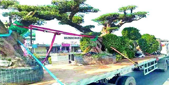 The same journey as a 15-year-old plant | १५ वर्षे वयाच्या झाडाचा असाही प्रवास The same journey as a 15-year-old plant | १५ वर्षे वयाच्या झाडाचा असाही प्रवास