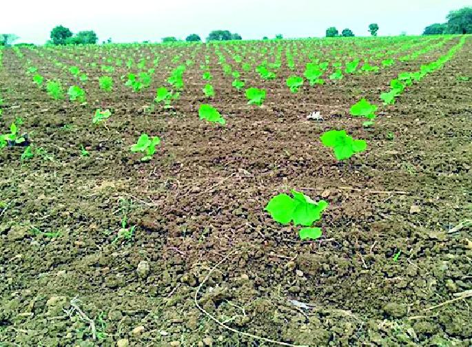 Now the eyes of farmers on 'Pushya' nakshatra | आता ‘पुष्य’ नक्षत्राकडे शेतकऱ्यांच्या नजरा Now the eyes of farmers on 'Pushya' nakshatra | आता ‘पुष्य’ नक्षत्राकडे शेतकऱ्यांच्या नजरा