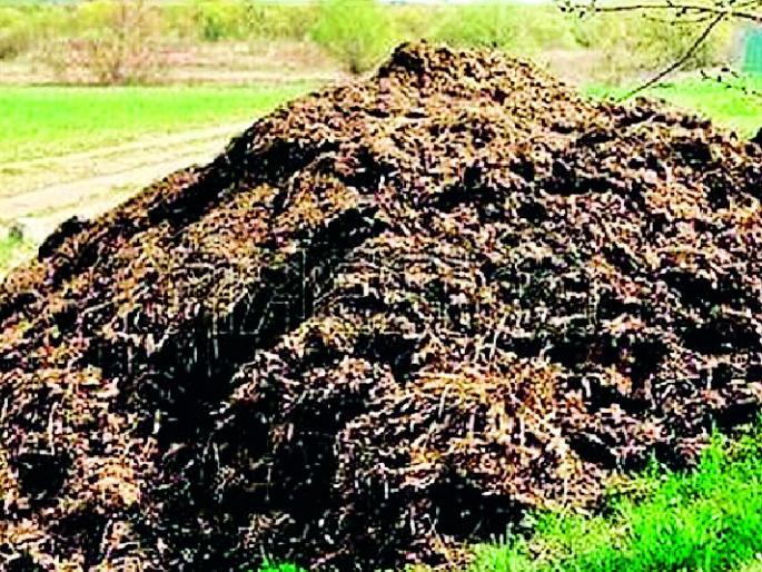 This year the increase in the cost of the piggery increased | शेणखताच्या दरात यावर्षी वाढ