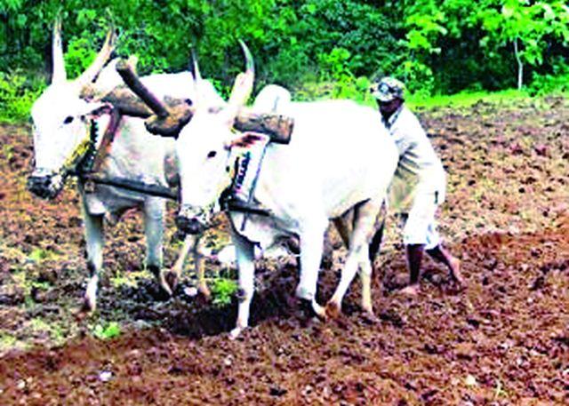 Ten talukas will get benefit of loan recovery | कर्जवसुली स्थगितीचा लाभ १० तालुक्यांना मिळणार Ten talukas will get benefit of loan recovery | कर्जवसुली स्थगितीचा लाभ १० तालुक्यांना मिळणार