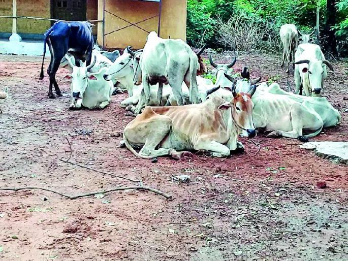 From 18 days 28 animals feed in Kondvad without water | १८ दिवसांपासून २८ जनावरे चारा-पाण्याविना कोंडवाड्यात From 18 days 28 animals feed in Kondvad without water | १८ दिवसांपासून २८ जनावरे चारा-पाण्याविना कोंडवाड्यात