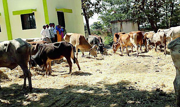 27 rescued animals for slaughter | कत्तलीसाठी नेणाऱ्या २७ जनावरांची सुटका 27 rescued animals for slaughter | कत्तलीसाठी नेणाऱ्या २७ जनावरांची सुटका