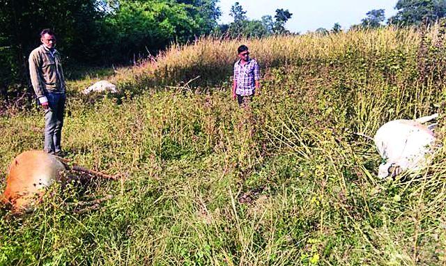 Farmers are frightened by accidental death of animals | जनावरांच्या आकस्मिक मृत्यूमुळे शेतकरी भयभीत