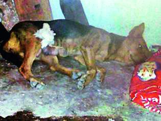 'She' takes the chicken poultry! | ‘ती’ कोंबडीच्या पिलाला घेते कुशीत! 'She' takes the chicken poultry! | ‘ती’ कोंबडीच्या पिलाला घेते कुशीत!