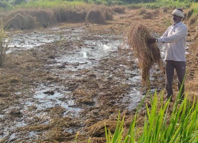 The disease has destroyed paddy fields in five villages of Chandrapur district | लाल्या रोगाने चंद्रपूर जिल्ह्यातील पाच गावातील धानाची शेती उद्ध्वस्त The disease has destroyed paddy fields in five villages of Chandrapur district | लाल्या रोगाने चंद्रपूर जिल्ह्यातील पाच गावातील धानाची शेती उद्ध्वस्त