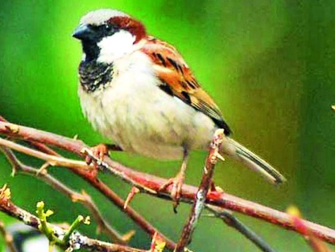 The struggle for the existence of a sparrow in the cement forest | सिमेंटच्या जंगलात चिऊताईची अस्तित्वासाठी धडपड The struggle for the existence of a sparrow in the cement forest | सिमेंटच्या जंगलात चिऊताईची अस्तित्वासाठी धडपड