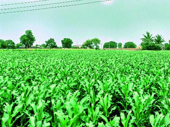 Due to the sowing crisis sinking | दुबार पेरणीचे संकट टळले