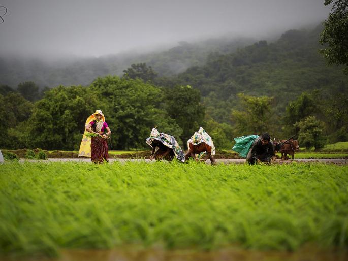 Presence of heavy rains in Igatpuri taluka | इगतपुरी तालुक्यात दमदार पावसाची हजेरी Presence of heavy rains in Igatpuri taluka | इगतपुरी तालुक्यात दमदार पावसाची हजेरी