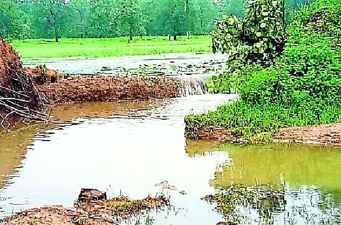 The crop is broken by the breaking of the crop | बोडी फुटल्याने पीक वाहून गेले The crop is broken by the breaking of the crop | बोडी फुटल्याने पीक वाहून गेले