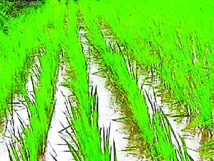 Farmers' inability to invest in agriculture | कृषी सहायकांना इतर कामात गुंतवल्याने शेतकरी अडचणीत