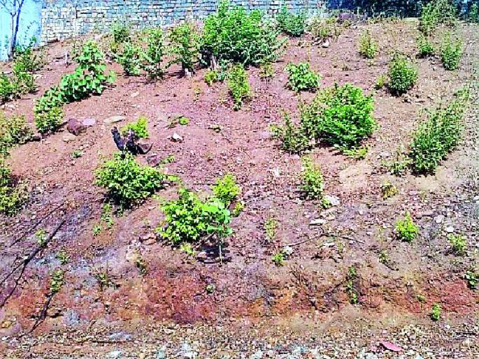 Khodakam threatens historic hill in Vairagarh | खोदकामाने वैरागडातील ऐतिहासिक टेकडीला धोका Khodakam threatens historic hill in Vairagarh | खोदकामाने वैरागडातील ऐतिहासिक टेकडीला धोका