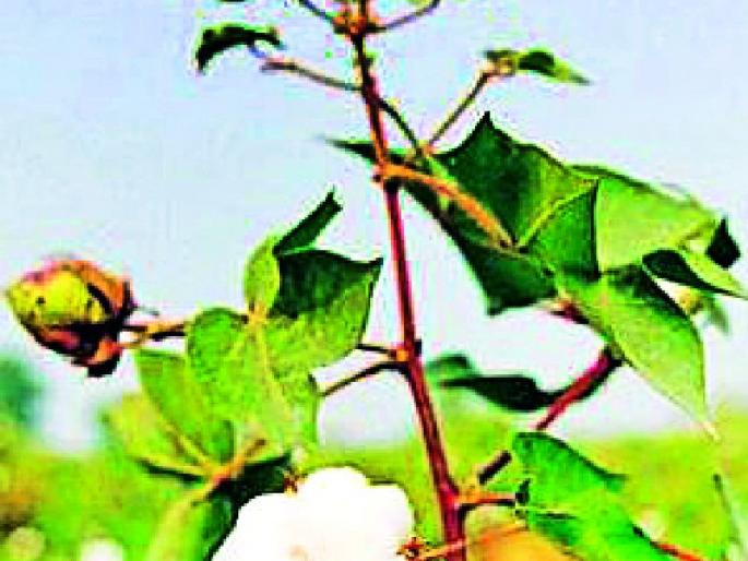 Thieves Bt seeds come from Telangana | तेलंगणातून येते चोर बीटी बियाणे Thieves Bt seeds come from Telangana | तेलंगणातून येते चोर बीटी बियाणे