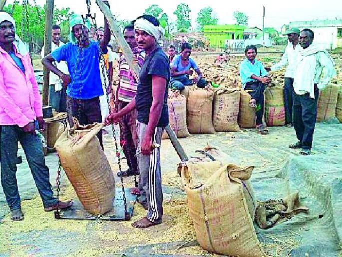 Rabi rice production doubled | रबीचे धान उत्पादन दुप्पट Rabi rice production doubled | रबीचे धान उत्पादन दुप्पट