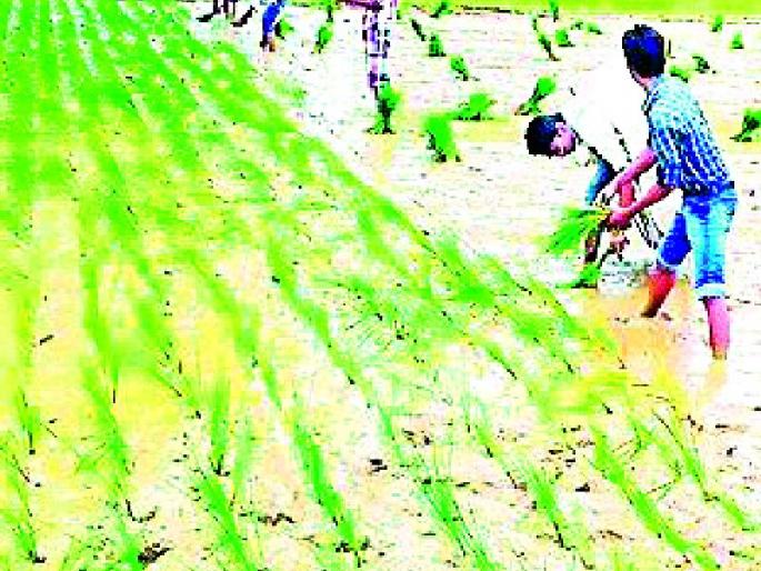 Only 19 percent of the district's paddy plantation | जिल्ह्यात केवळ १९ टक्के धान रोवणी