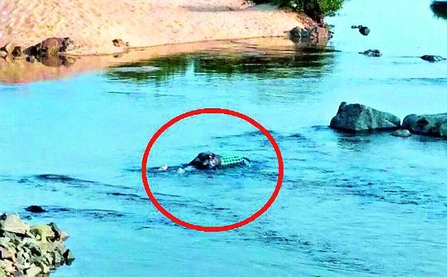 The body of missing boy found in river bed | नदीपात्रात मिळाला बेपत्ता युवकाचा मृतदेह The body of missing boy found in river bed | नदीपात्रात मिळाला बेपत्ता युवकाचा मृतदेह