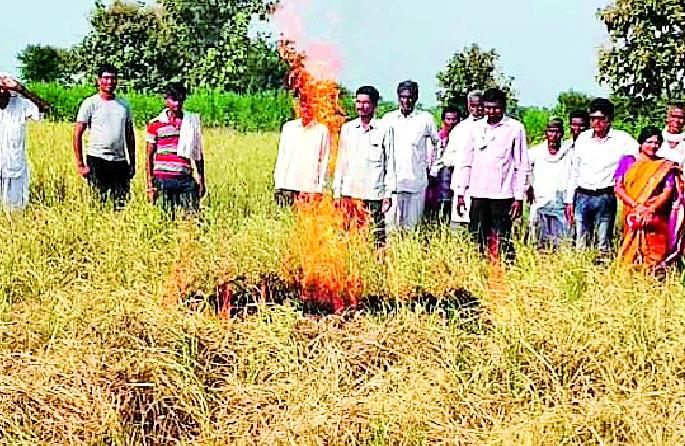 The farmer took the fire to the fire | शेतकऱ्याने लावली धानाला आग The farmer took the fire to the fire | शेतकऱ्याने लावली धानाला आग