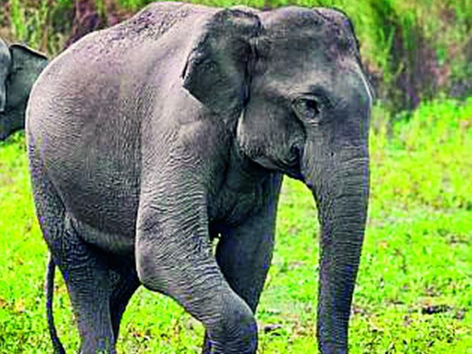 Assistance will be provided for damage caused by wild elephants | जंगली हत्तींमुळे झालेल्या नुकसानीची मिळणार मदत Assistance will be provided for damage caused by wild elephants | जंगली हत्तींमुळे झालेल्या नुकसानीची मिळणार मदत