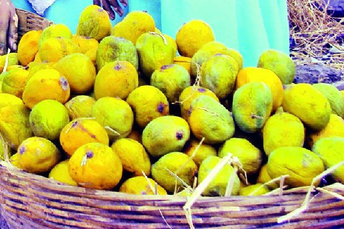 Amrai is extinct, chemically mango market | आमराई लुप्त, रसायनयुक्त आंबा बाजारात Amrai is extinct, chemically mango market | आमराई लुप्त, रसायनयुक्त आंबा बाजारात