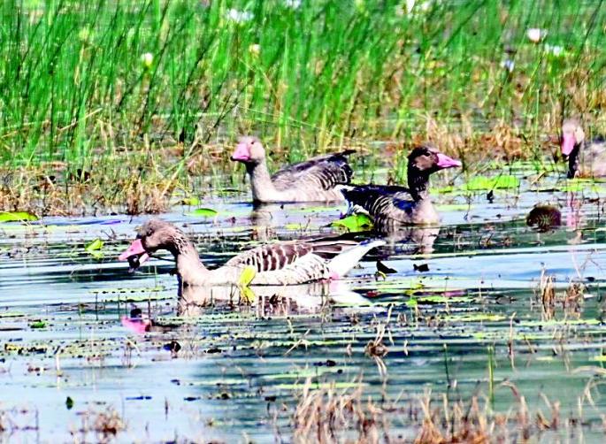 The arrival of foreign visitors was delayed | परदेशी पाहुण्यांचे आगमन लांबले