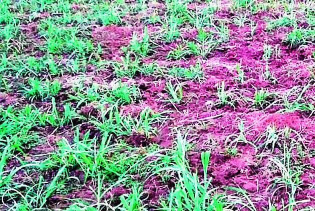 Damage to cereal by light rain | हलक्या पावसाने कडधान्याचे नुकसान Damage to cereal by light rain | हलक्या पावसाने कडधान्याचे नुकसान