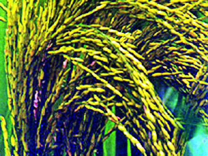 What is the purchase price? | हमीभाव जाहीर मात्र खरेदी किती? What is the purchase price? | हमीभाव जाहीर मात्र खरेदी किती?